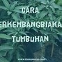 Contoh Stolon Pada Tumbuhan